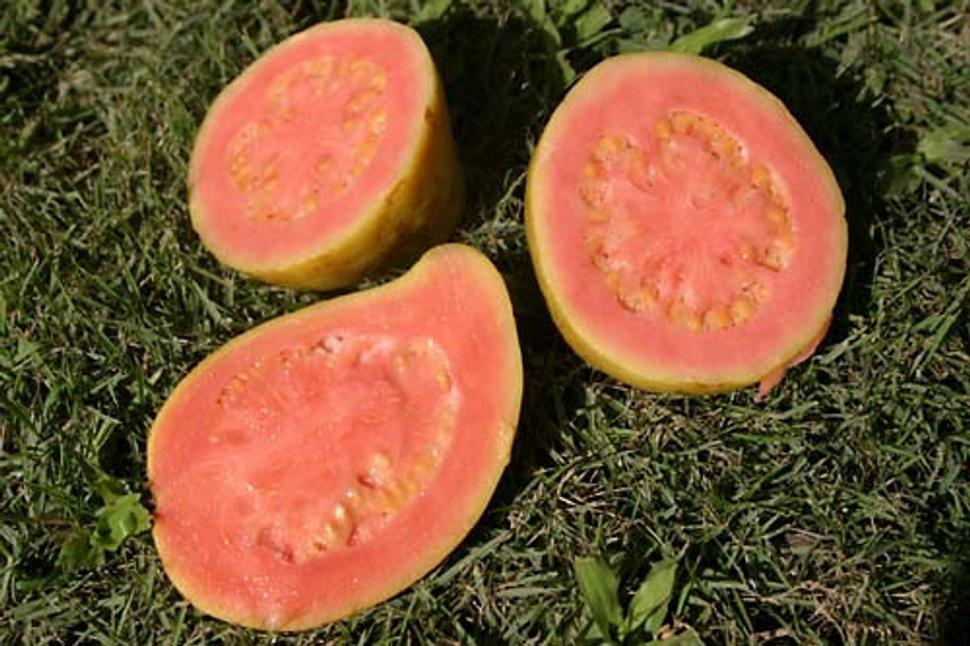 Guava