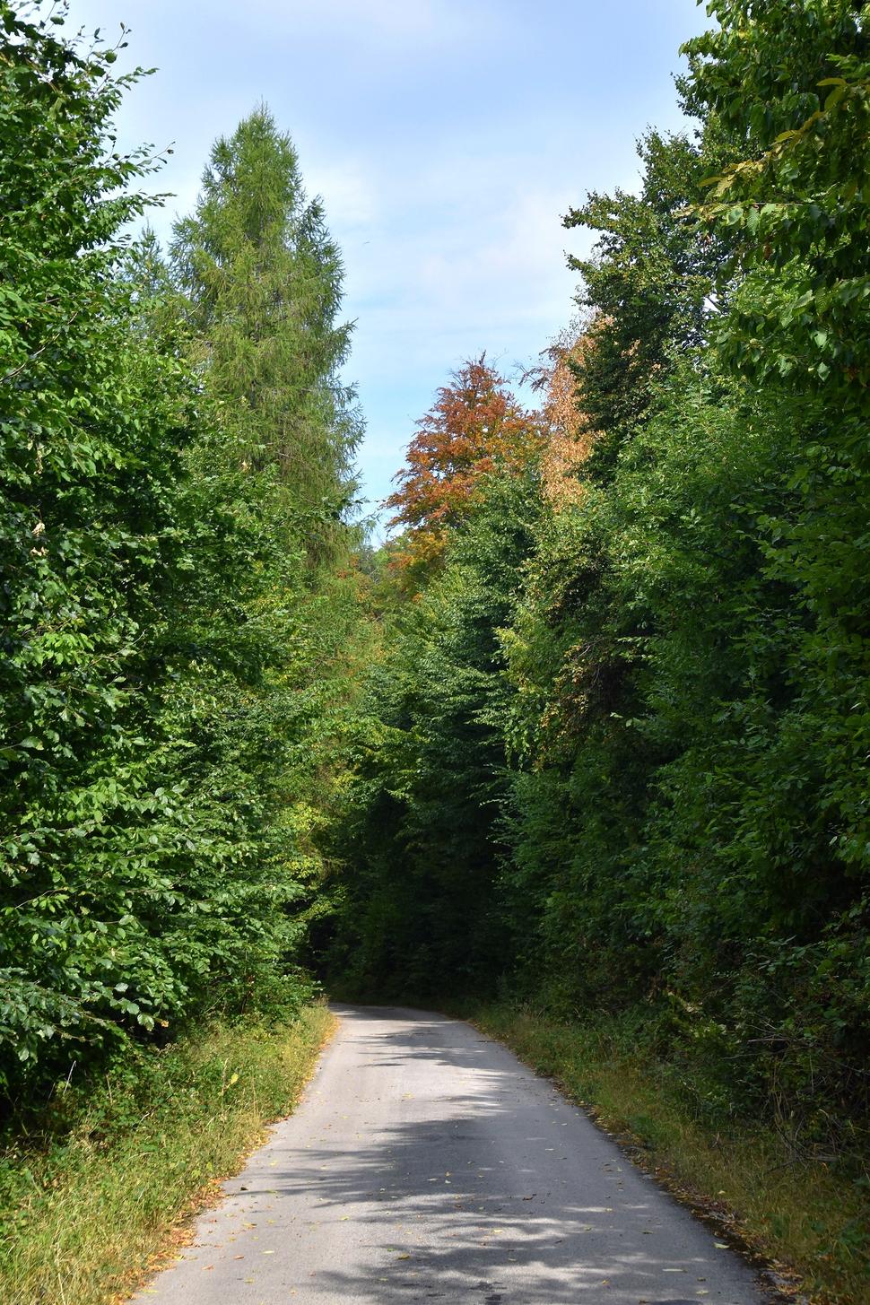 asfaltovaná lesná cesta