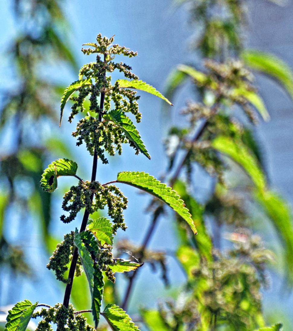 Pŕhľava dvojdomá (Urtica dioica)