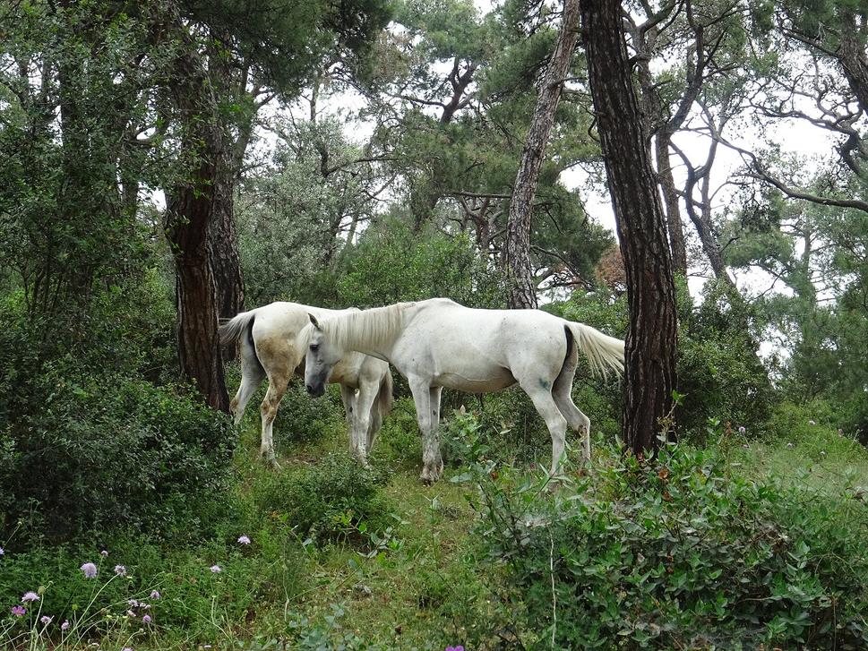 "Obyvatelia ostrova."