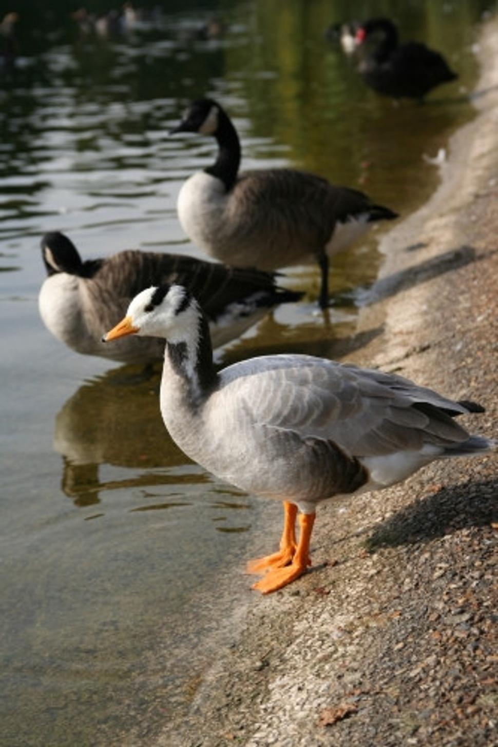 St. James's Park