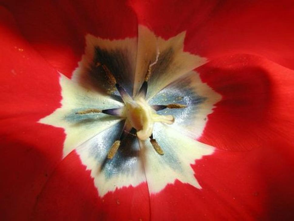 tulipan