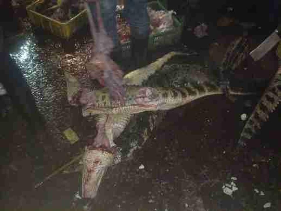 dundee krokodile