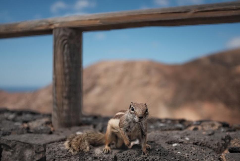 Chipmunk