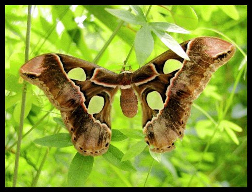 hnedy motyl