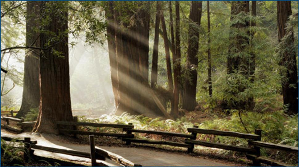 Muir Woods