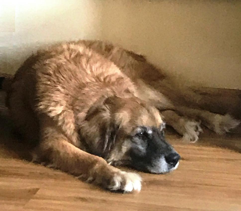 Smutný Dog Berni-Bac sa lieči