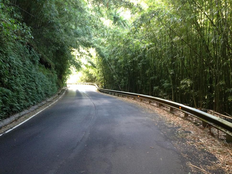 Road to hana - Maui (bambusy popri ceste)