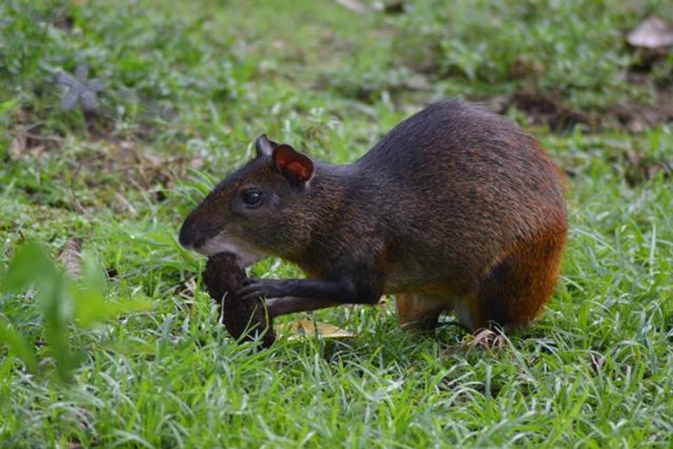 Agouti, hlodavec mne prišiel milý..