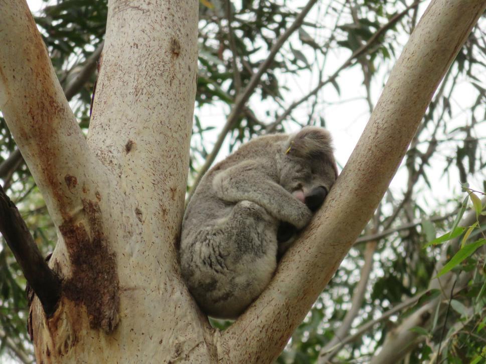 Koala v nemocnici v Port Macquarie