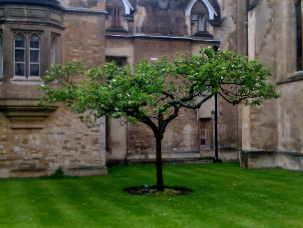 Newton´s apple tree