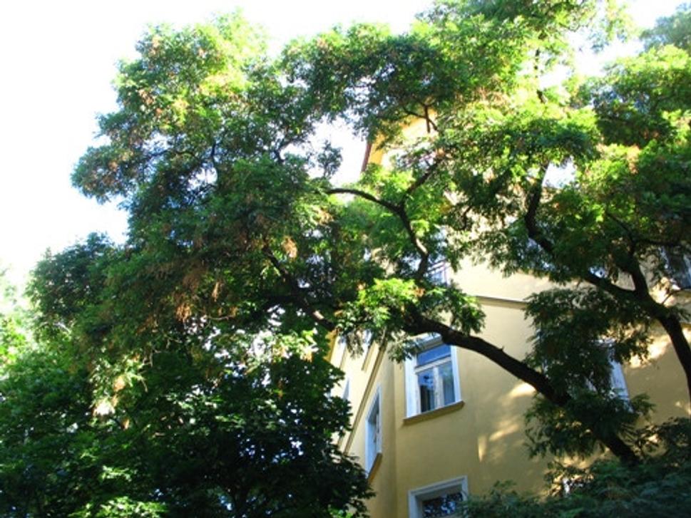 Obrázok blogu
