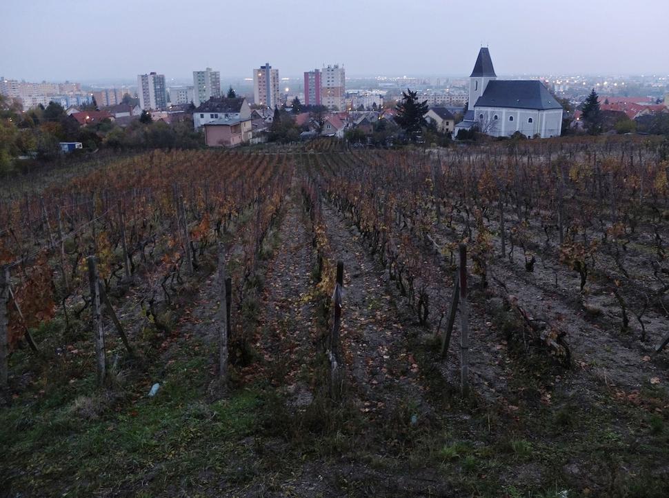 Račianske vinice nad kostolom
