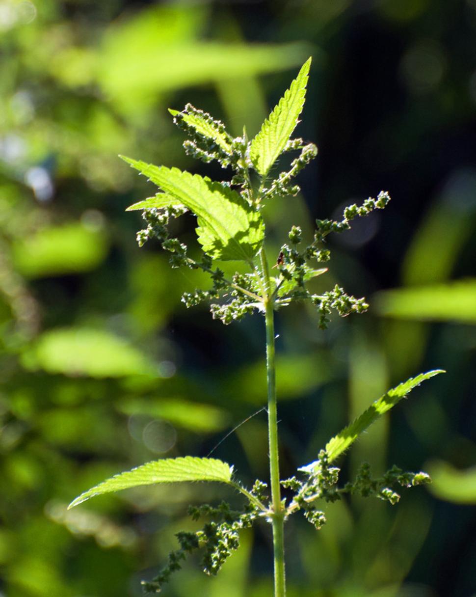 Pŕhľava dvojdomá (Urtica dioica)