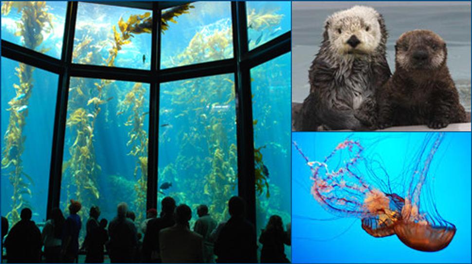 Monterey Bay aquarium