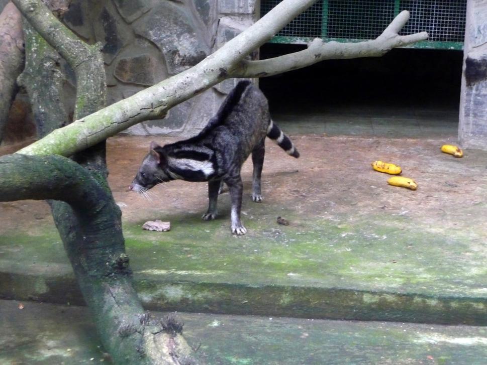 Spomienky na Saigon, kto nám poradí čo za zviera sme nafotili v saigonskej ZOO?