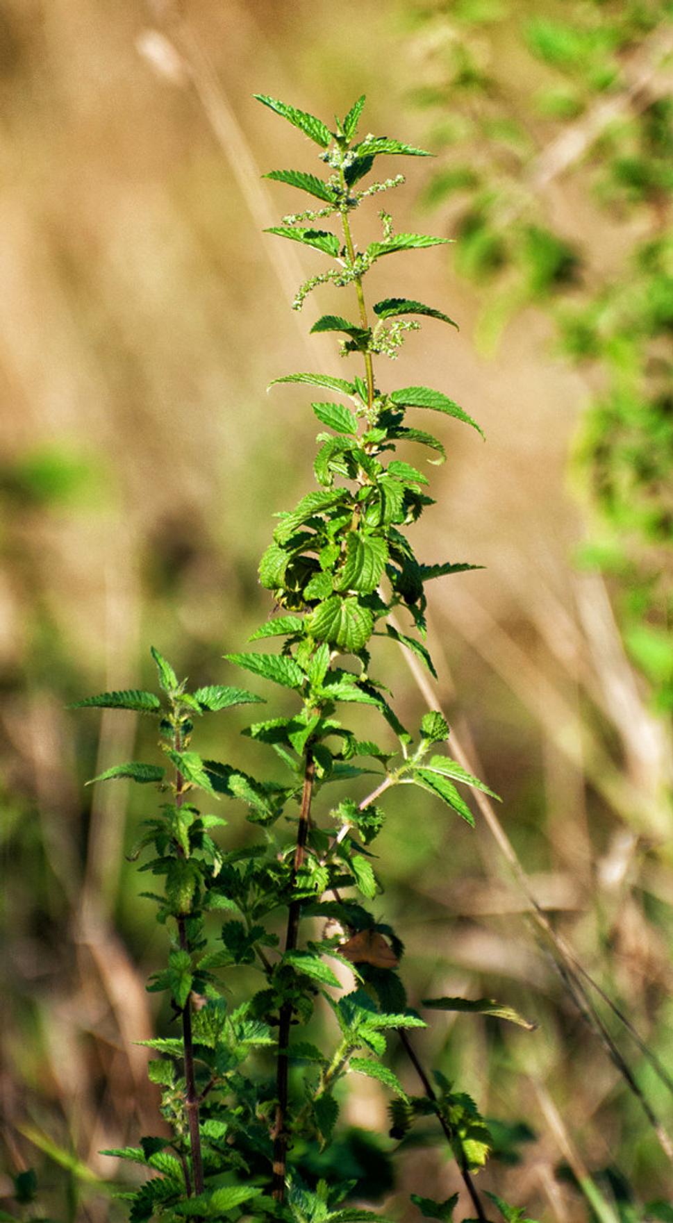 Pŕhľava dvojdomá (Urtica dioica)
