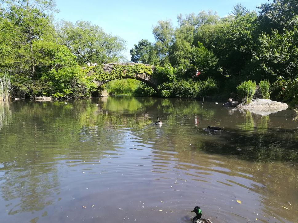 Gapstow Bridge - Central park