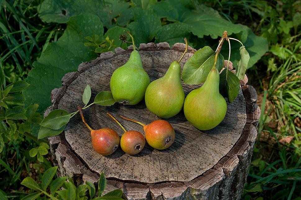 V obchodoch ich už nenájdete - staré odrody ovocných stromov. Tešia sa čoraz väčšej obľube, avšak konať treba rýchlo. Z niektorých odrôd sú už na Slovensku len jeden - dva stromy. Plody sú unikátne širokou paletou tvarov, farieb, vôní a chutí