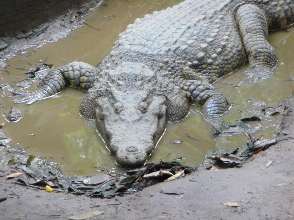 Takto sme si predstavovali krokodíla v delte , ale tento je zo ZOO