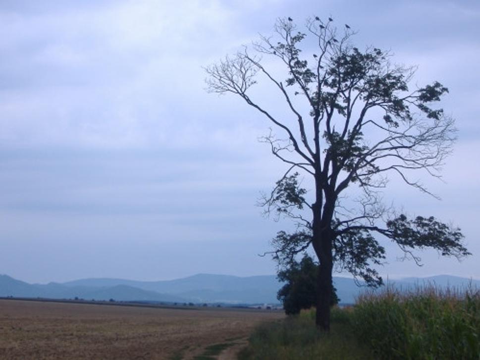 Obrázok blogu