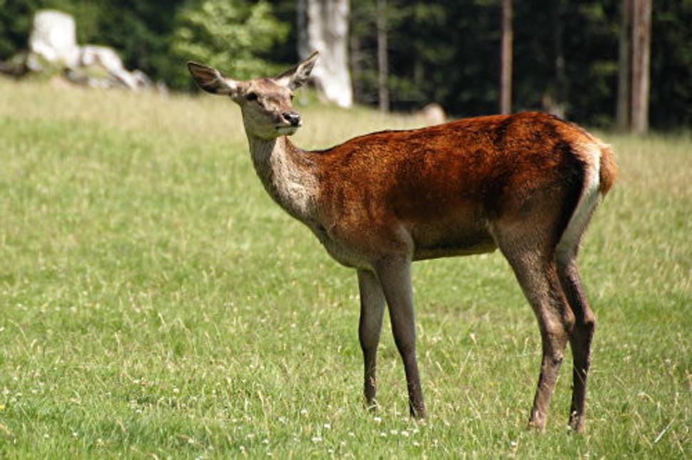 Obrázok blogu