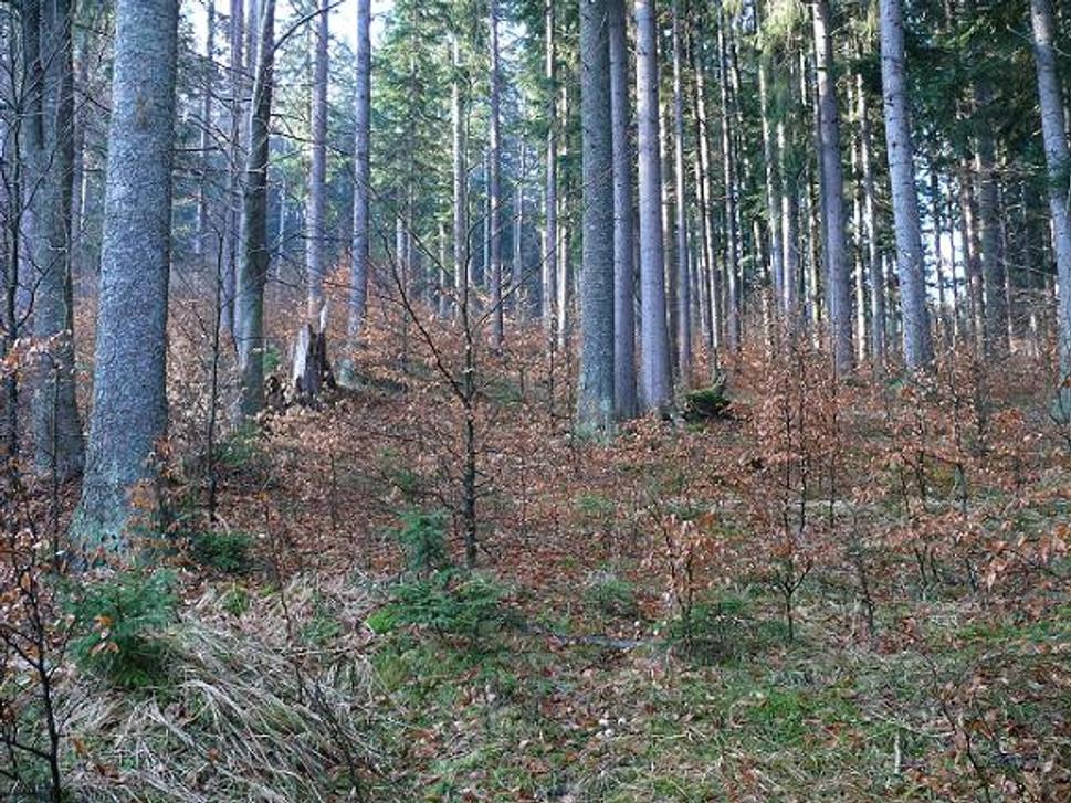 Jedliny - Biely Váh