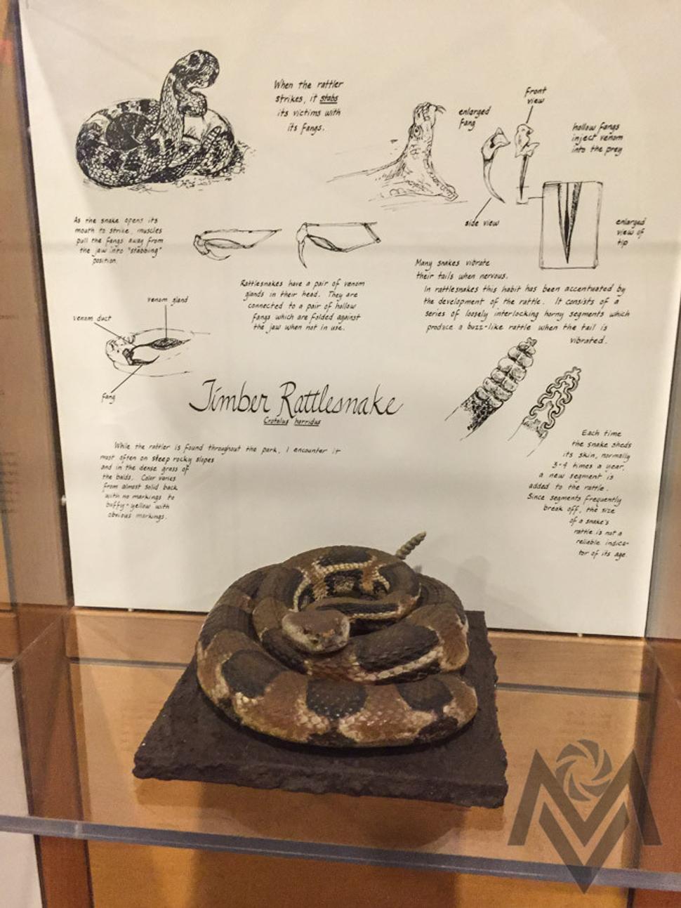 Timber Rattlesnake /jedovaty z rodu strkacov/
