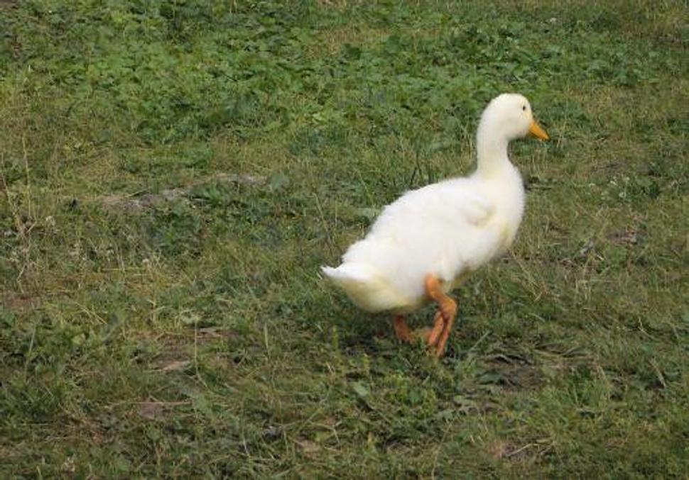 Obrázok blogu