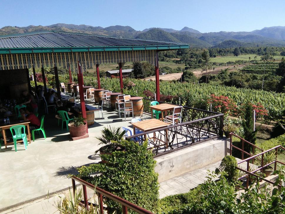 Vinica v Inle