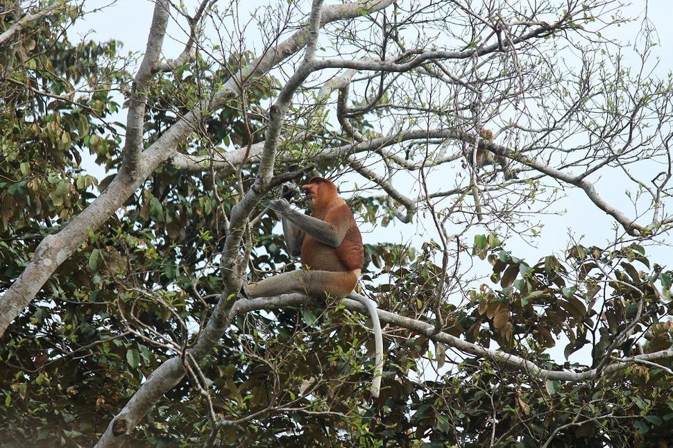 Opica proboscis (kahau nosatý) pri rieke Kinabatangan