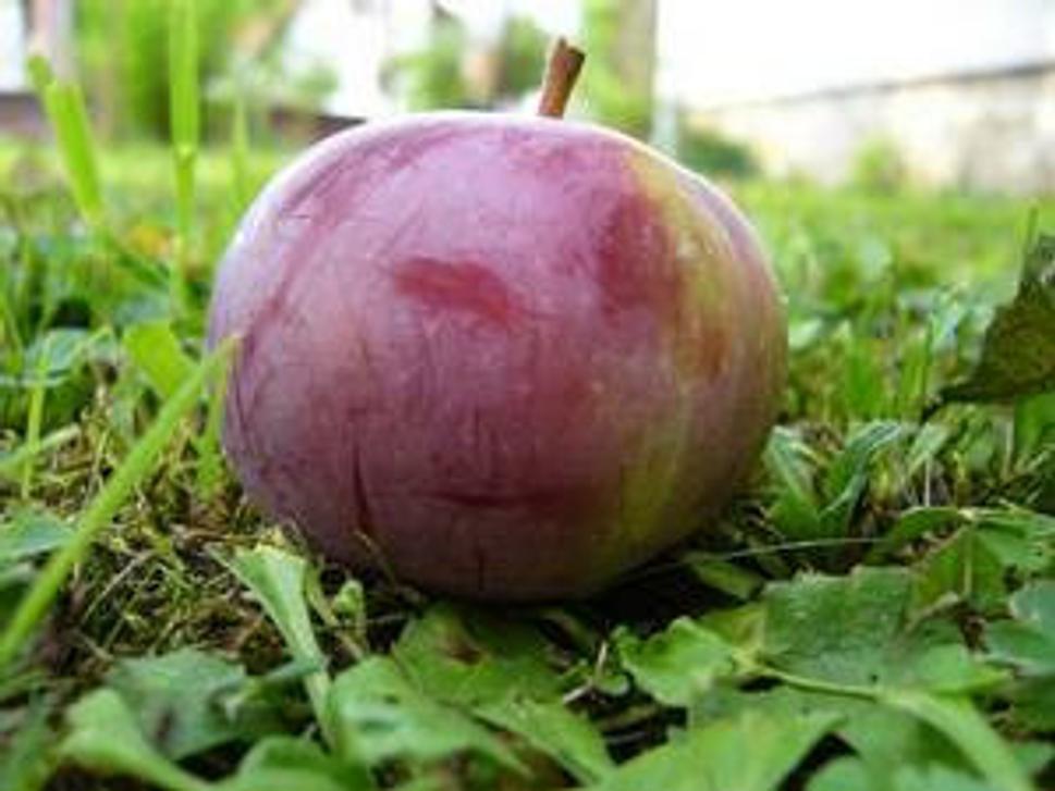 Obrázok blogu