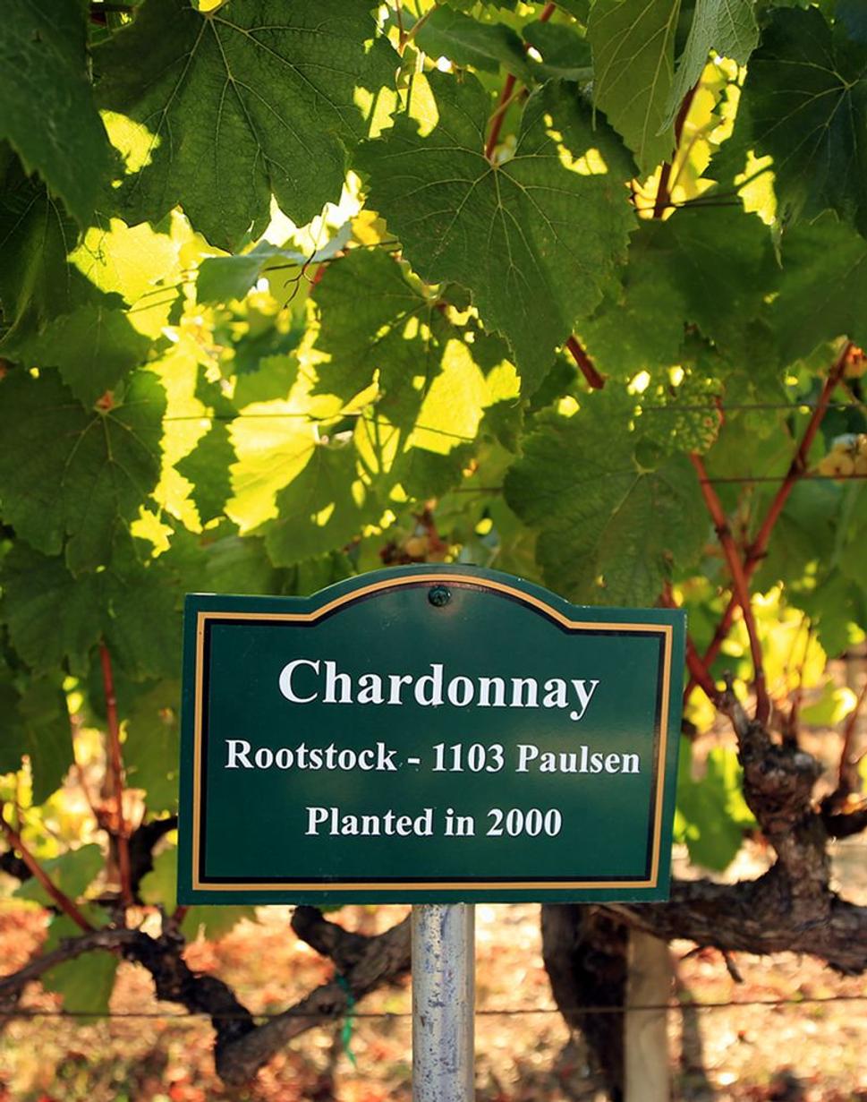 Chardonnay