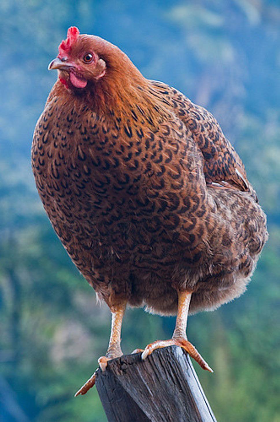 Obrázok blogu