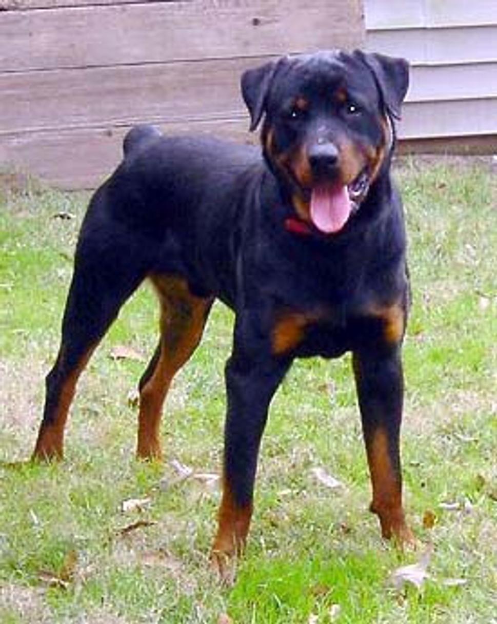 Rotweiler