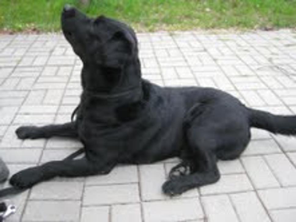 Obrázok blogu