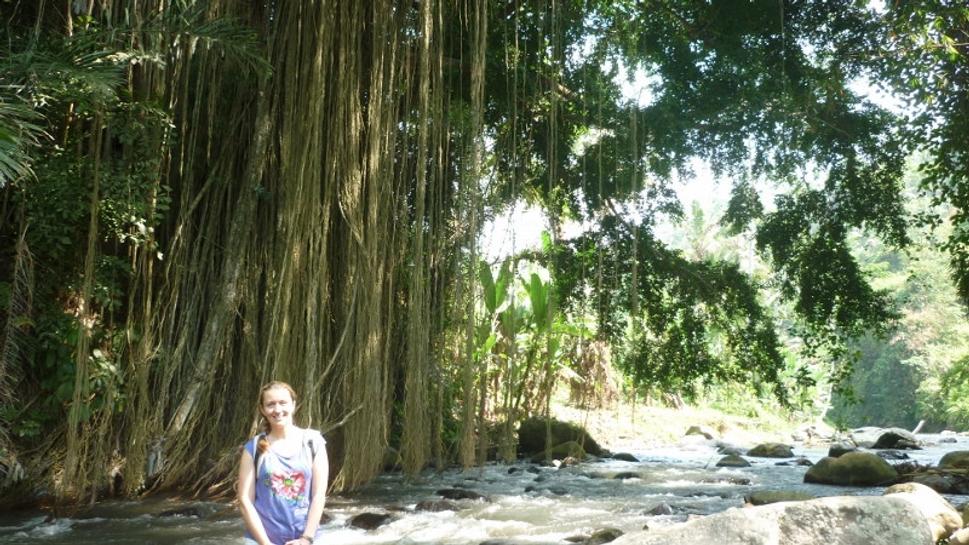 Banyan tree