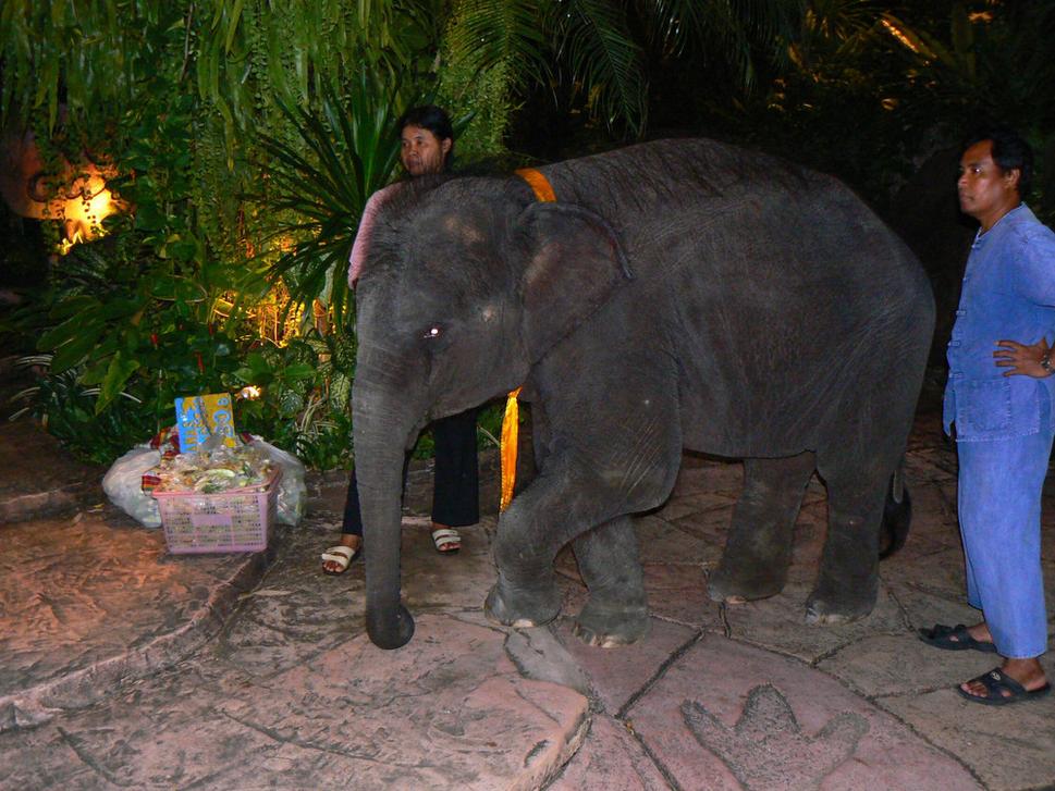 Tento "Jumbo" nás pozýval na večeru