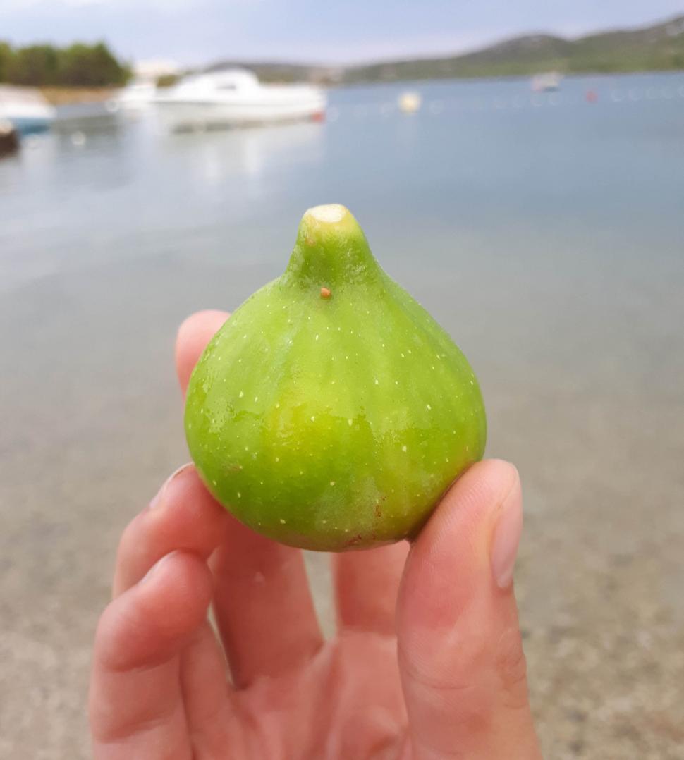 V Chorvátsku sme boli na prelome augusta/septembra, čiže fidži mali vtedy tu najšmaknóznejšiu chuť. Mňam!