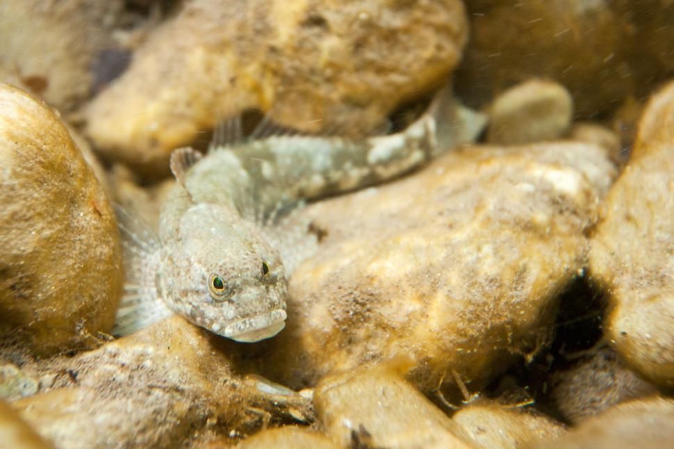 Jemný sediment vo vode obrusuje žiabre rýb pri dýchaní. Hlaváč (Cottus sp.) je častý obyvateľ horských tokov.