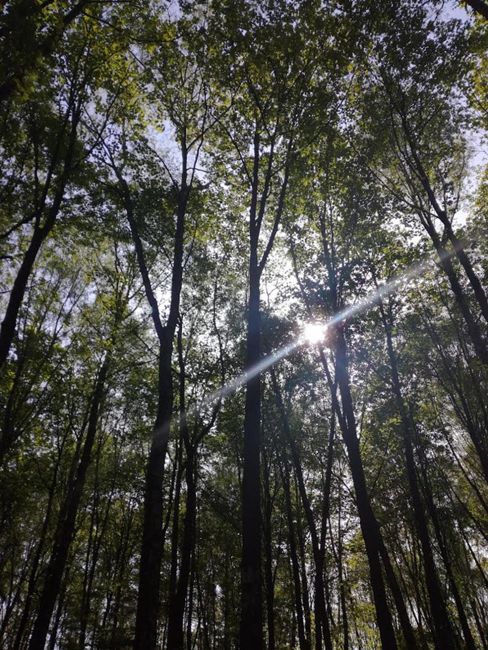 Lesopark, Žilina