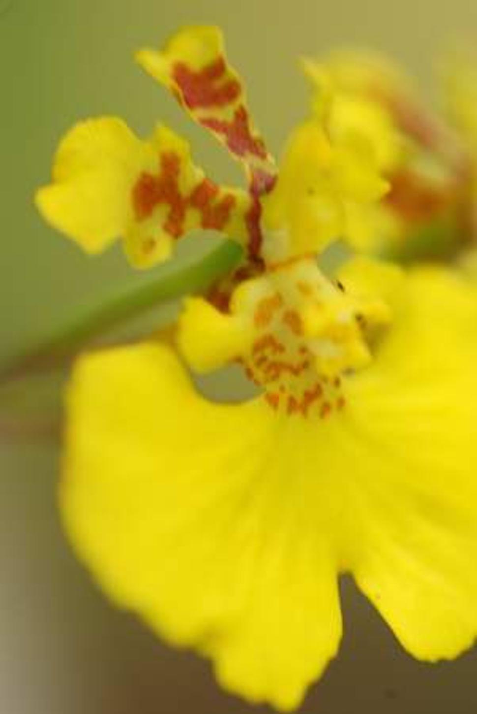 orchidea