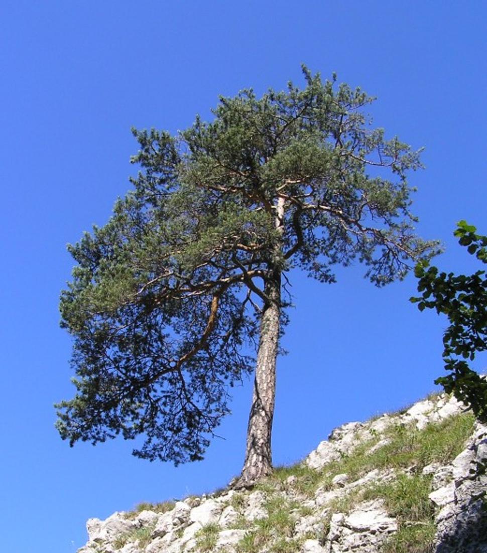 Obrázok blogu