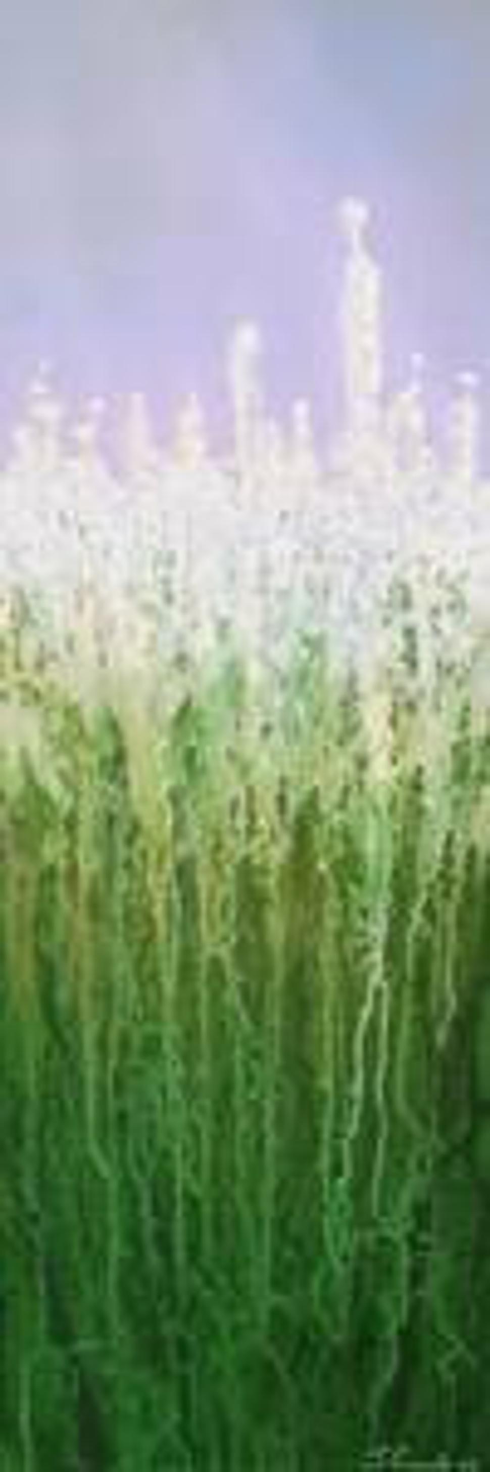 Grass Meets Sky (Tráva stretáva nebo)