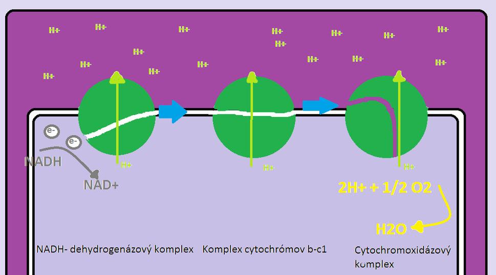 Komplexy na vnútornej membráne mitochondrií
