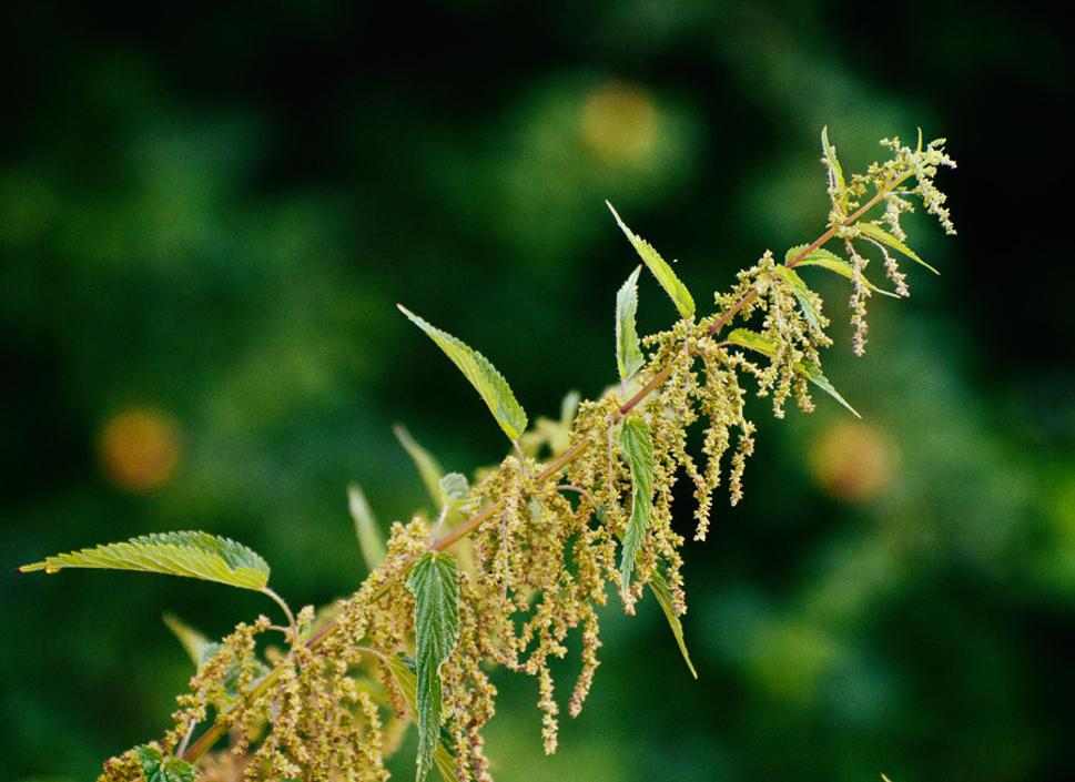 Pŕhľava dvojdomá (Urtica dioica) - samičie kvety