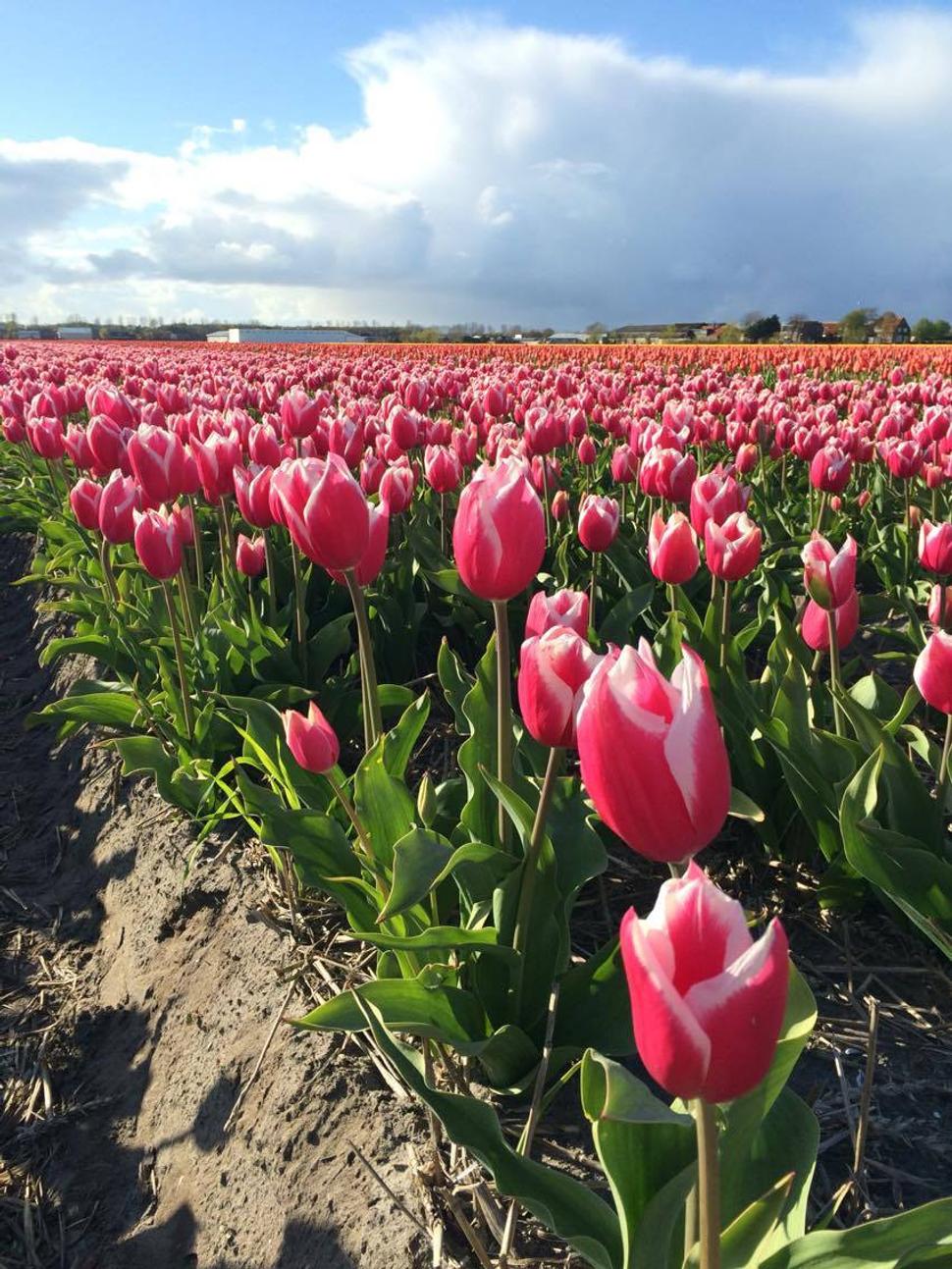 Tulipánové pole