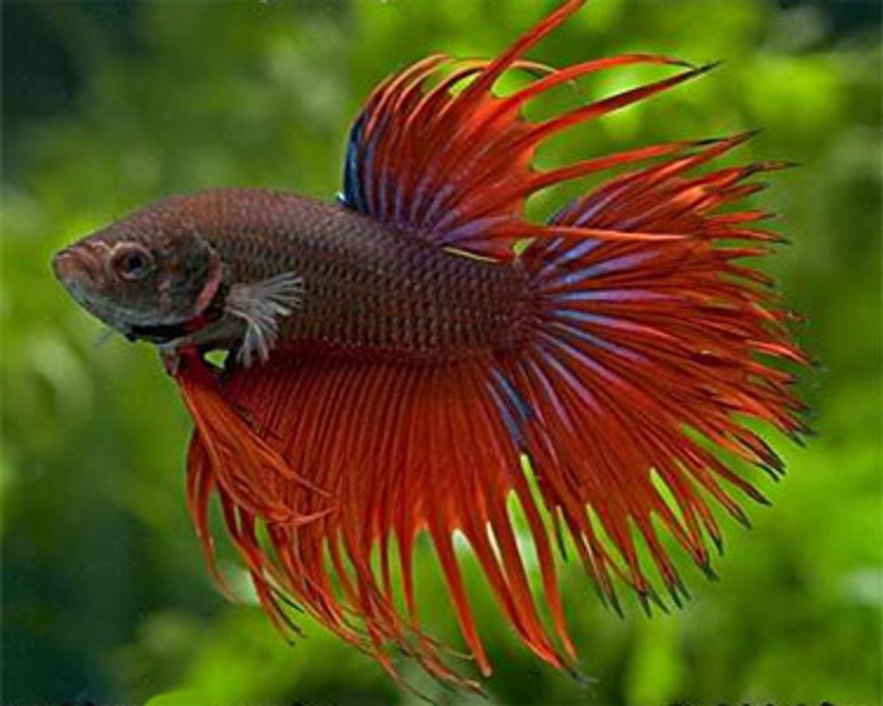 Betta splendens