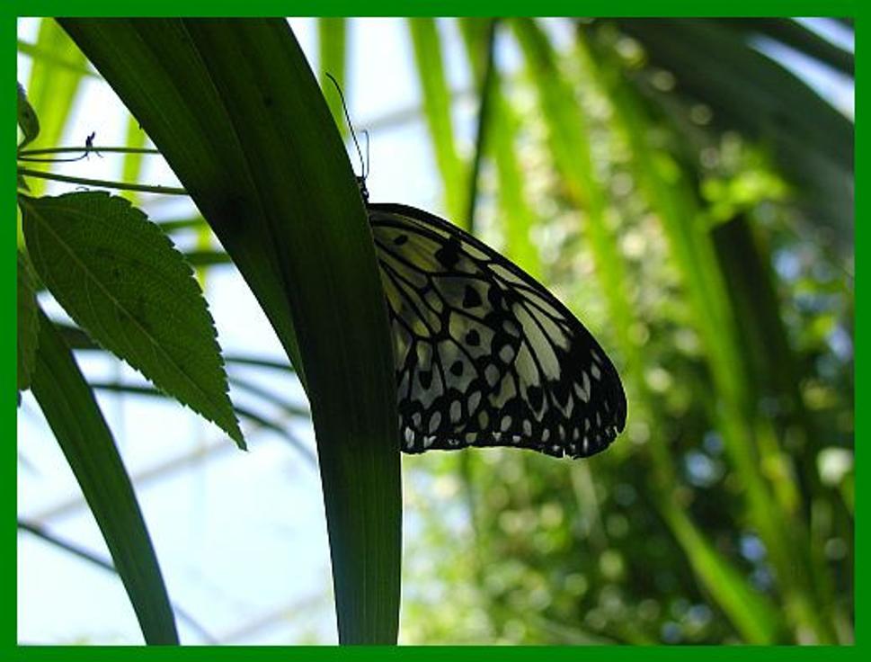 motyl na liste