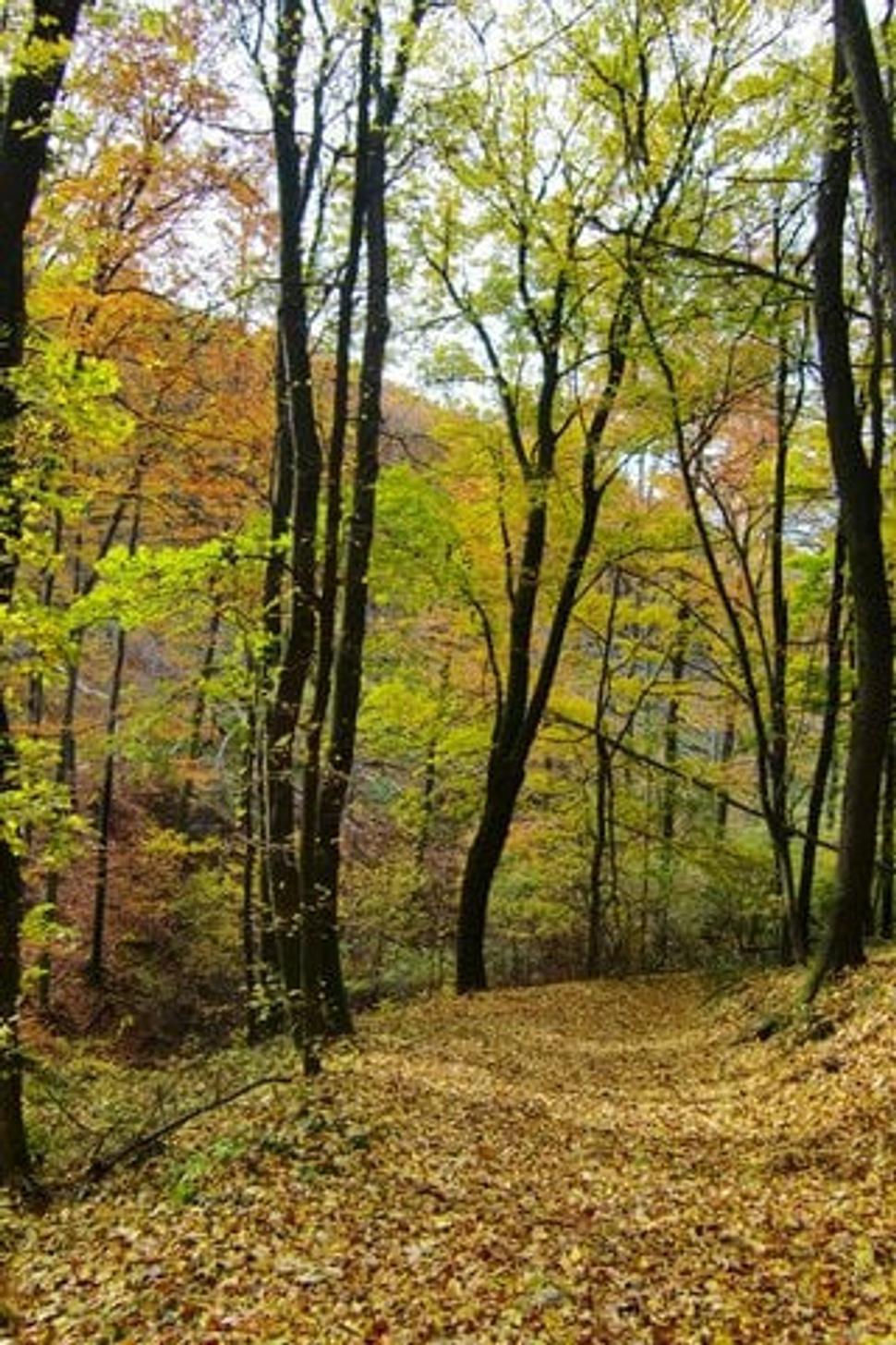 Obrázok blogu